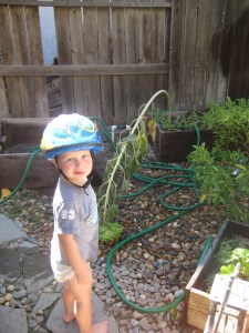 That sunflower in the background is how I felt about the garden by the end of it.